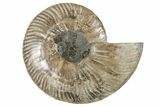 Cut & Polished Ammonite Fossil (Half) - Madagascar #200106-1
